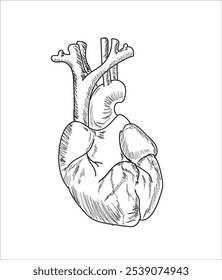 Órganos internos humanos. Vector boceto aislado ilustración. Conjunto de símbolos de anatomía de doodle dibujado a mano. Cerebro, corazón