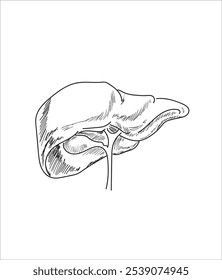 Órganos internos humanos. Vector boceto aislado ilustración. Conjunto de símbolos de anatomía de doodle dibujado a mano. Cerebro, corazón