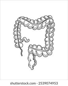 Órgãos internos humanos. Ilustração isolada de esboço vetorial. Conjunto de símbolos de anatomia desenhados à mão. Cérebro, coração