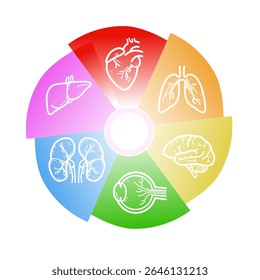 human internal organs wheel – medical infographic template with heart, lungs, brain, liver, kidneys, and eye – vector illustration