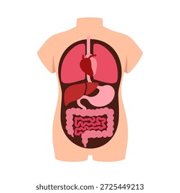 Órganos internos humanos dentro de un torso ilustración que muestra el corazón pulmones hígado estómago e intestinos