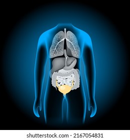 Human internal organs. x-ray blue realistic torso. Human body silhouette on dark background. Vector poster