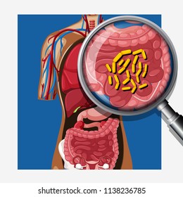 Human with Intestinal Flora illustration