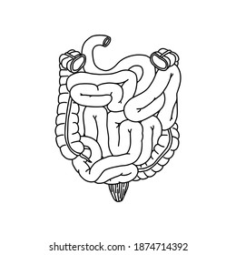Human intestinal illustration. Vector, medicine concept. Realistic, outline Intestine icon isolated on white background. 