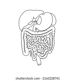 Human intestinal ir other internal organs. Vector, medicine concept. Realistic, outline Intestine icon isolated on white background.