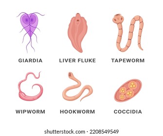Human intestinal parasites set infographic scheme names vector flat illustration. Medical internal infection organism anatomy biology structure giardia liver fluke tapeworm whipworm hookworm coccidia