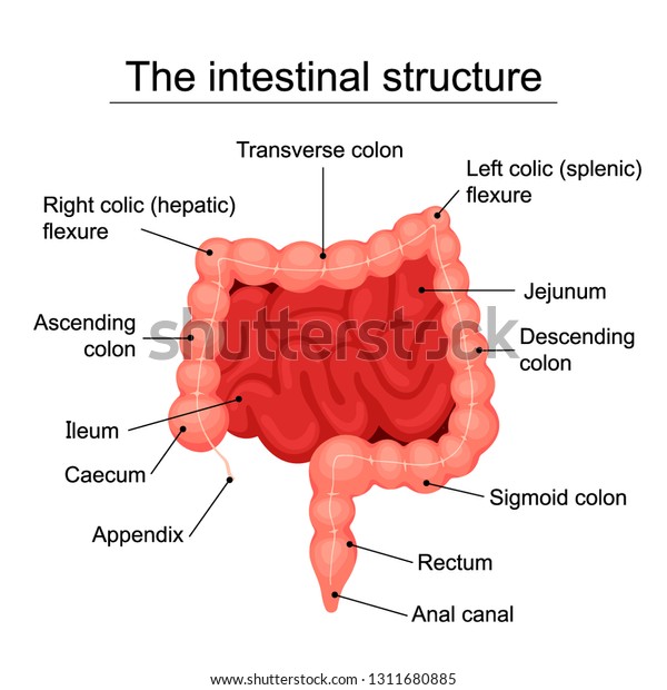 Human Intestinal Structure Medical Diagram Structure Stock Vector ...