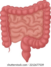The human intestine. The anatomy of the human intestine. The internal organ of a person. Vector illustration isolated on a white background