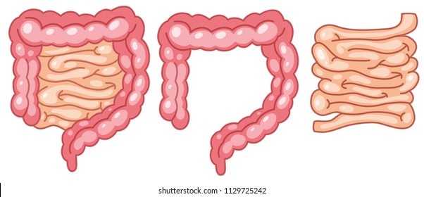 Human intestine anatomy on white background illustration