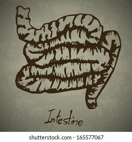 Human intestine Hand drawn outline artwork on grunge background, Vector eps10
