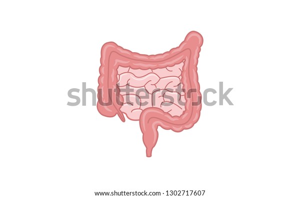 Human Intestine, healthcare and medical\
illustration about human\
anatomy