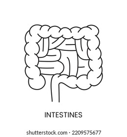 The human intestine is a linear icon in a vector, an illustration of an internal organ.