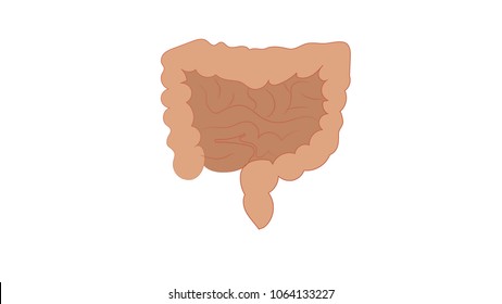 a human intestine on a white background