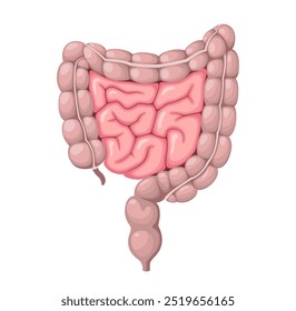 A human intestine on a white background. Organs. Vector illustration.
