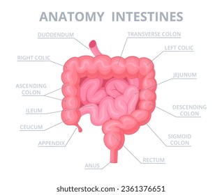 Human intestine structure. Cartoon internal organ anatomy, intestine medical scheme with appendix, duodenum and jejunum flat vector illustration. Intestine infographic