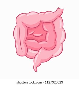 Human intestine vector cartoon illustration of gut isolated on a white background.