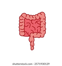 human intestine vector, editable body organ vector 