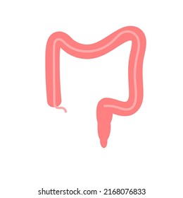 Human intestine vector. Human internal organ, digestive tract. Large intestine illustration.