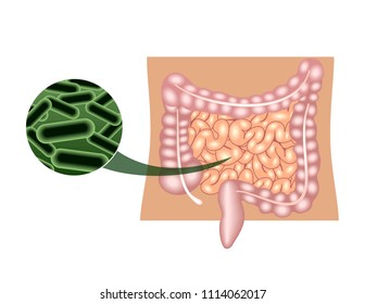 Human intestines action of probiotics