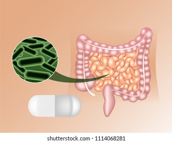 Human intestines action of probiotics