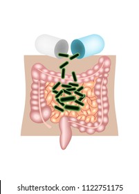 Human intestines action of probiotics