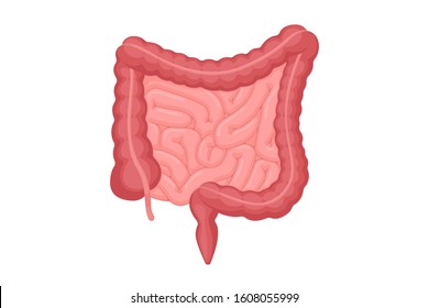 Human Intestines Anatomy . Abdominal Cavity Digestive And Excretion Internal Organ. Small And Colon Intestine With Duodenum Rectum And Appendix Vector Digestion Illustration