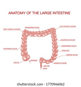 Human intestines anatomy. Medical Education Chart of Biology for Intestine Diagram. Medical science illustration.Vector concept. Detailed illustration of the colon.