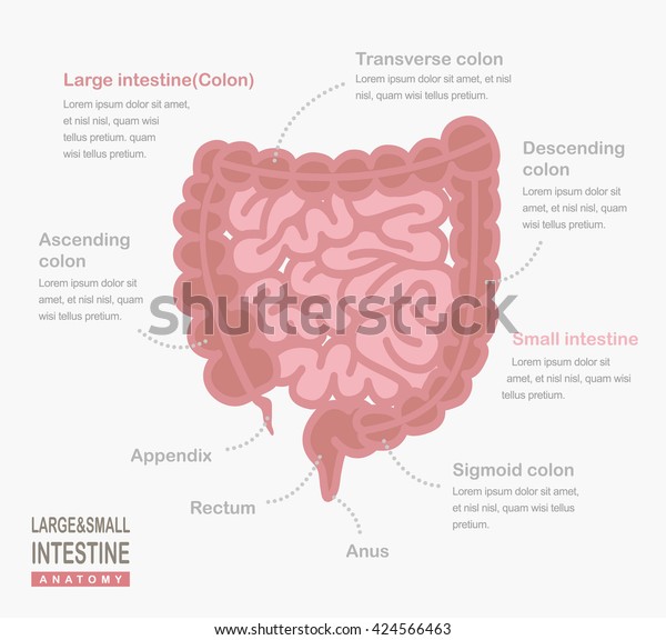 Stock Vektor Human Intestines Digestive System Infographic Large Bez Autorskych Poplatku 424566463