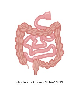 Human intestines, digestive system. Internal organs structure, vector illustration