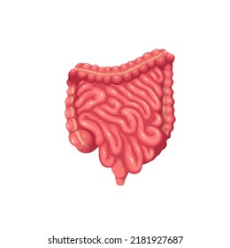 Human Intestines, Digestive System Vector Illustration. Cartoon Isolated Small And Large Intestine, Colon Rectum, Healthy Internal Organ Of Gastrointestinal Tract, Anatomy And Gastroenterology