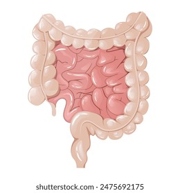 Human intestines internal organs on white