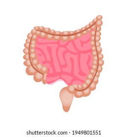 Human intestines on a white background, used for design, vector illustration