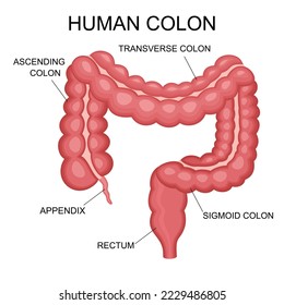 Human intestines organ, Anatomy, medicine concept, Healthcare. Internal organ, human colon vector illustration