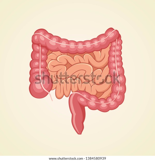Human intestines organ, Anatomy, medicine\
concept, Healthcare. Internal organs of the human design element\
vector illustration
