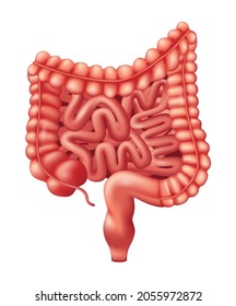 Human Intestines Organ - Human Organs Collection, realistic vector illustration