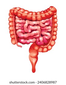 Menschlicher Darm. Kleine und große Därme. Anatomie des inneren Organs. Vektorgrafik einzeln auf weißem Hintergrund