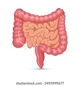 Intestinos humanos. Pequeños y Grandes intestinos. Anatomía del órgano interno. Ilustración vectorial con fondo blanco