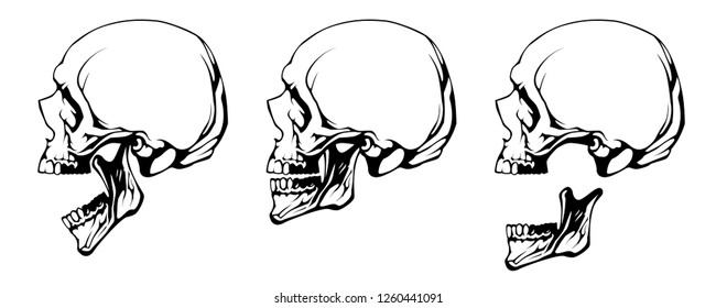 Human isolated skulls set. Hand drawn tribal style line art vector illustration.  Vector