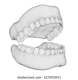 human jaw. 3d vector layout. medicine and health