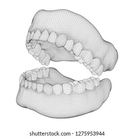 human jaw. 3d vector layout. medicine and health