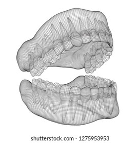 human jaw. 3d vector layout. medicine and health