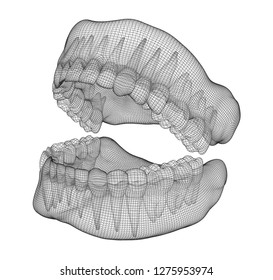 human jaw. 3d vector layout. medicine and health