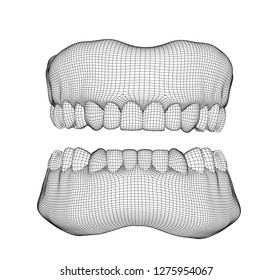 human jaw. 3d vector layout. medicine and health