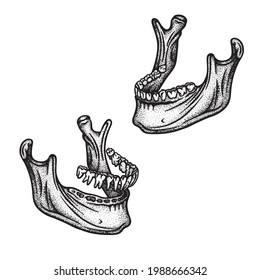 Human Jaw Bone With Teeth. Mandible Engraving, Vintage Style Vector Illustrations Set. Part Of Human Hand Drawn Skeleton.