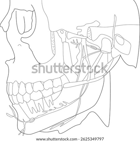 Human Jaw and Teeth Anatomy Line Art, Simplified line illustration depicting the intricate anatomy of the human jaw, teeth, skull, and associated nerves or blood vessels. Suitable for medical,