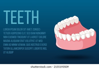 Ilustración de la mandíbula humana con dientes