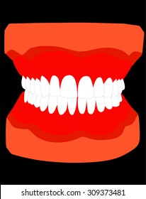 Human jaw vector illustration isolated. 