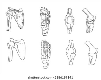 Human Joints And Body Parts Bone Icons Sketch