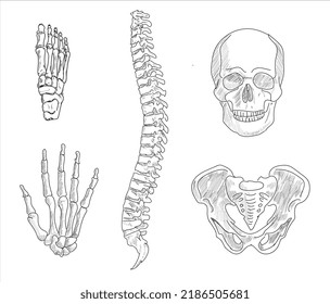 Human Joints Body Parts Bone Icons Stock Vector (Royalty Free ...