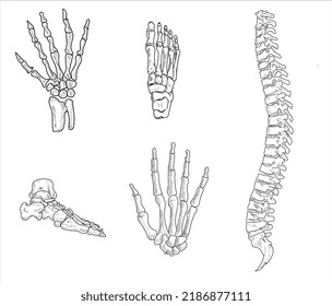 Human joints and body parts bone icons sketch